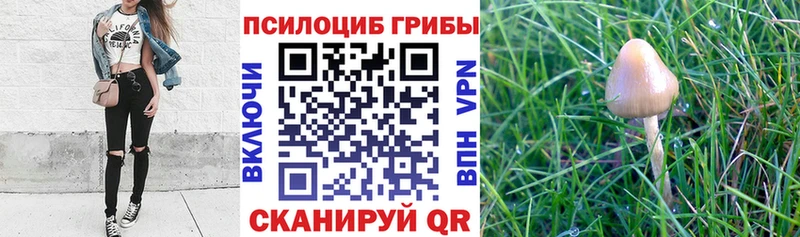 Галлюциногенные грибы Psilocybine cubensis  Горняк 